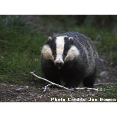Barratt West Midlands - Badger monitoring & licence, CSH Ecology Assessment image 1