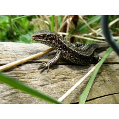 Two Rivers Development Ltd. - Reptile Translocation, Forest of Dean, Gloucestershire -  image 1