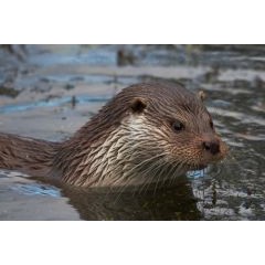 British Waterways Birmingham Canal Water Vole and Otter Survey image 1