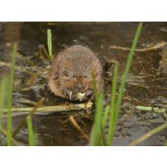 Environment Agency - Water vole monitoring along Battlefield Brook image 1